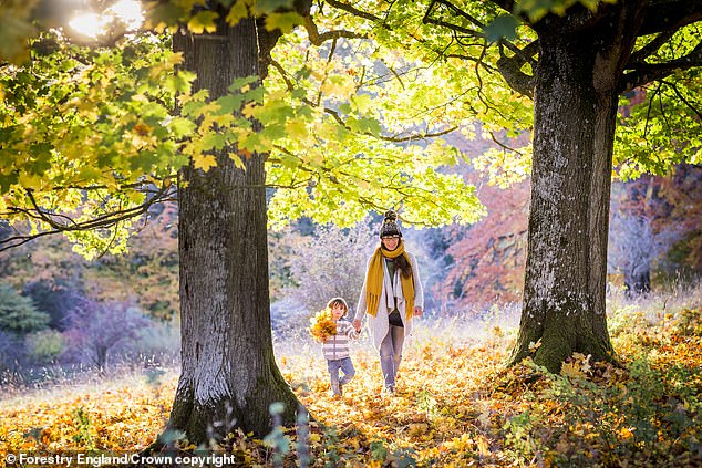 Trees produce sugars through a water-intensive process called photosynthesis. With more water, trees have been able to fill their leaves with even more sugar than usual.