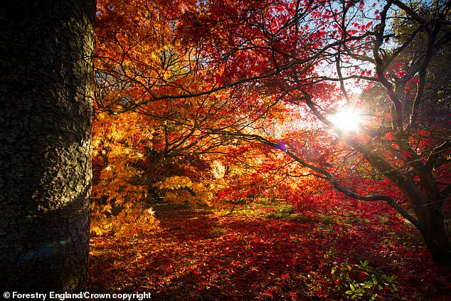 As the days get colder, those sugars turn into red pigments that are revealed when green chlorophyll breaks down.