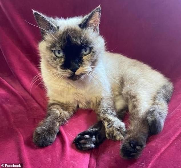 Precious, aged about 18 (pictured), has lived at the Koumala Hotel in Queensland for 14 years. But the local council is in talks with the bar's owners to ensure she stays away from food handling areas.