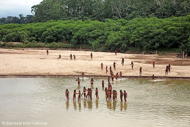 Survival International fears the tribe is being driven out of the rainforest by logging in the area (pictured June)