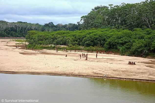 Experts fear the tribe could be driven from their homes by nearby logging activity (June photo)