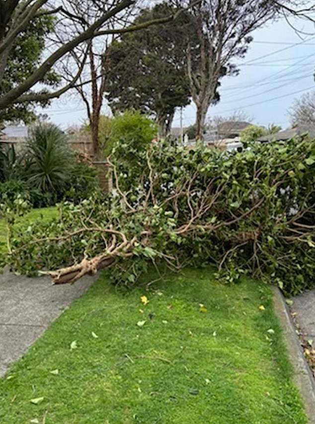 The mother-of-two was thrown to the ground by the huge tree (pictured), which fell on her head, as she walked to her car.