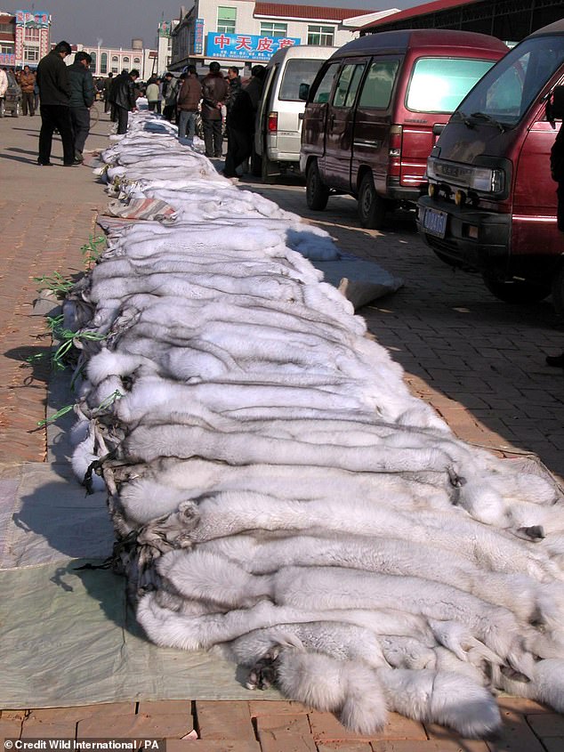 Pictured: Arctic fox pelts for sale in China, in a brochure published by Care for the Wild International