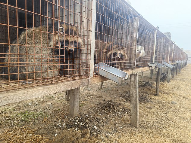 A fur farm in Pulandian, located in southern Liaoning Province, China, in 2023