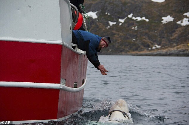 The 14-foot whale was first spotted by fishermen near the northern island of Ingoya, not far from the Arctic town of Hammerfest, in April 2019.