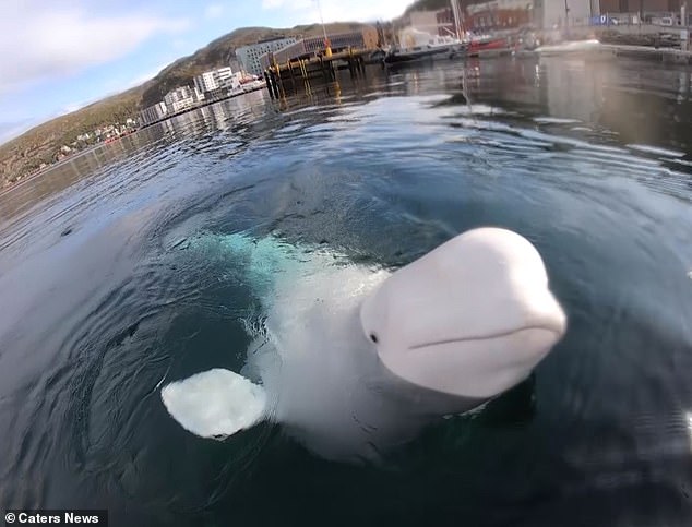 Hvaldimir was spotted off the coast of Norway in 2019. The whale is believed to be following ships closely.