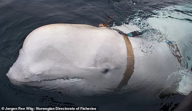 The harness and camera mount sparked accusations that the beluga was 