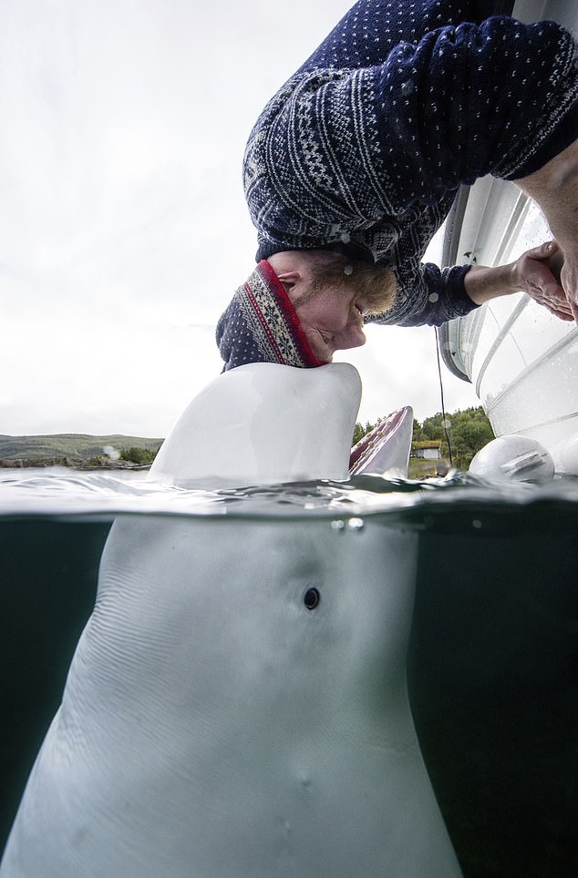 Over the years, the beluga was spotted in several coastal towns in Norway and it quickly became apparent that he was very gentle and enjoyed playing with people, NRK said.