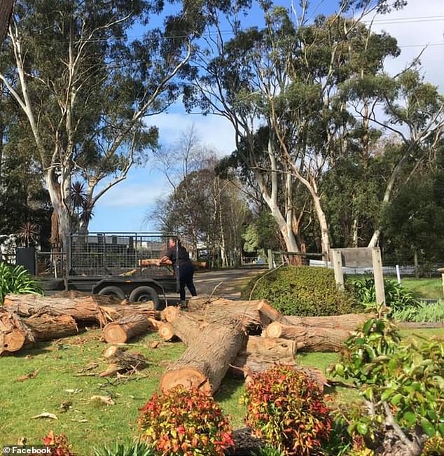 The woman was photographed loading logs onto a trailer attached to her car (pictured)