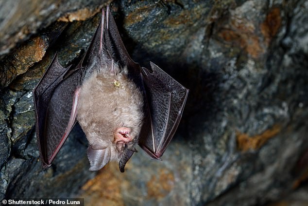 An estimated 6.7 million bats have died from contracting an invasive fungus that causes white-nose syndrome.