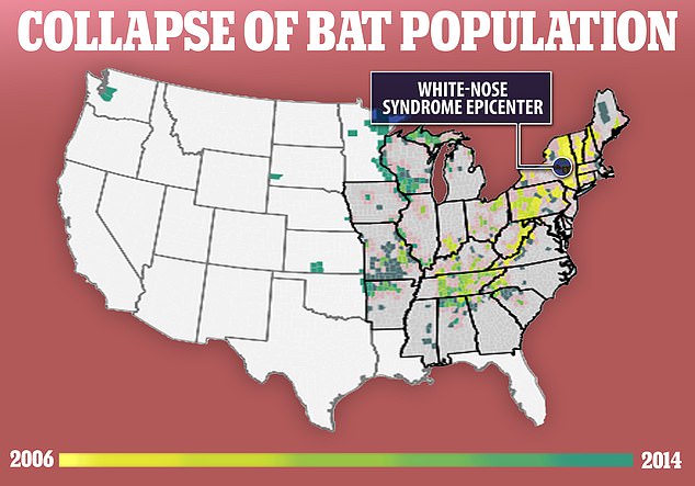 White-nose syndrome causes dehydration, starvation and death in bats. It originates from a fungus that was found in New York in 2006 and has since spread to 38 states in the United States.