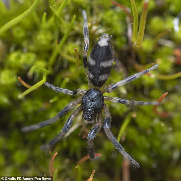 Mr Blair believed it was a white-tailed spider, a venomous species whose bite can cause burning blisters and occasionally nausea, vomiting and headaches.