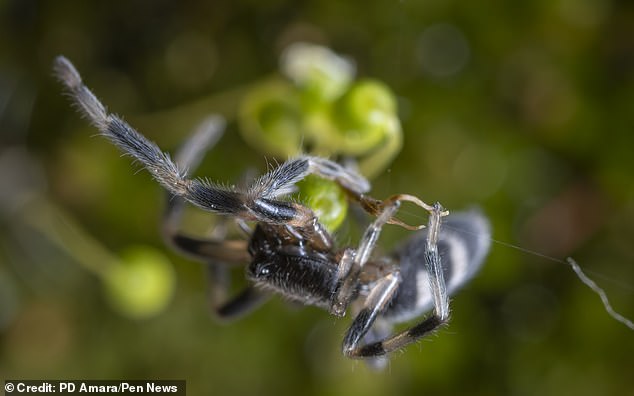 White-tailed spiders have a dark reddish to gray, cigar-shaped body and dark orange-brown banded legs.