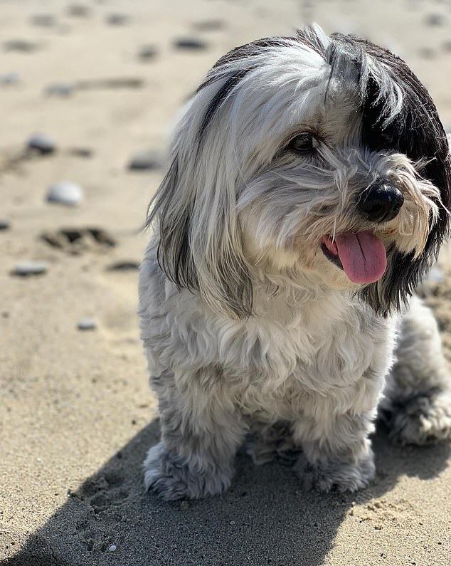 After the couple met, they decided to get another pet together and found Walle.