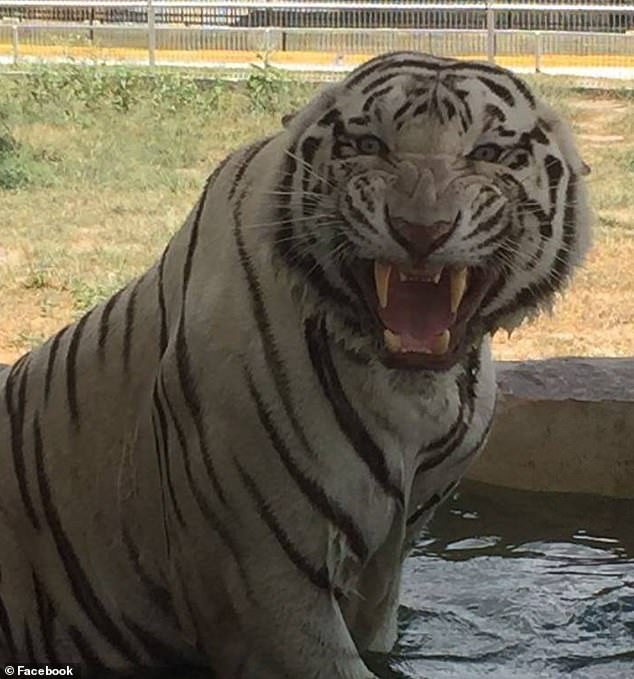 A tiger rests at the Quinta La Fauna zoo in the border city of Reynosa in northern Mexico