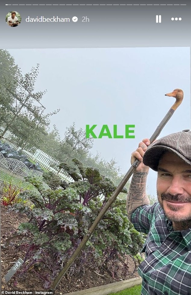 In a video shared on his network, David happily showed off his kale 