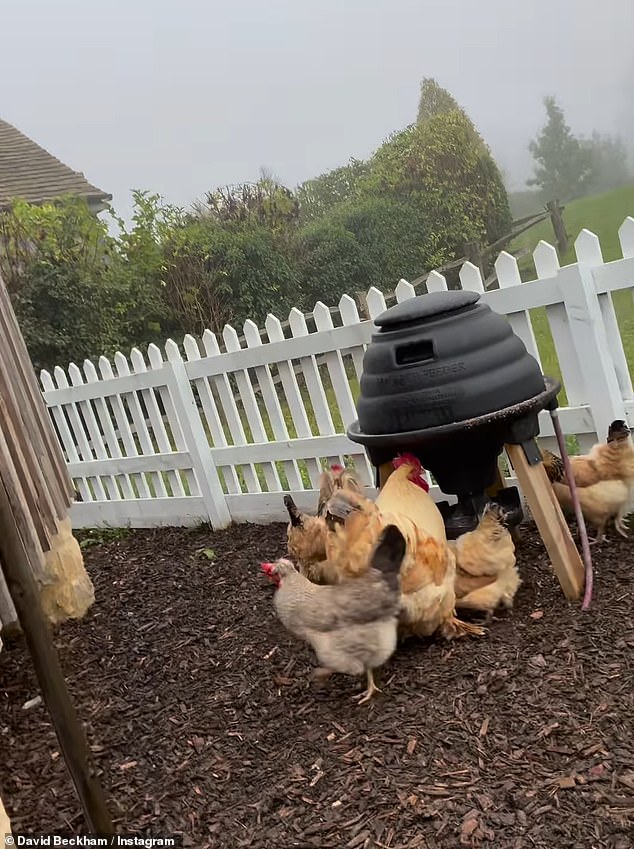 In addition to his fruits and vegetables, David also filmed footage of his chickens and hens, as well as his beehives.