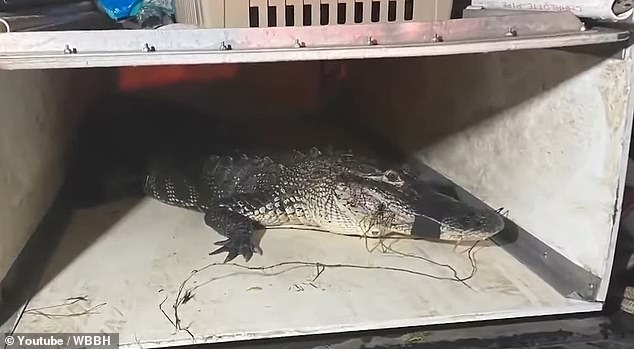 A nuisance alligator hunter later found the animal and 