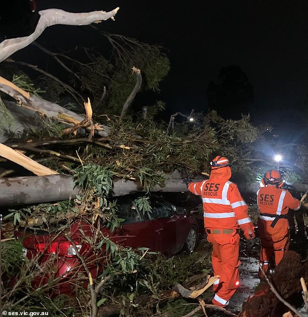 Parts of the country have already suffered damaging winds and destruction. (Pictured, rescue crews work to remove a fallen tree from a car in New South Wales in early September.)