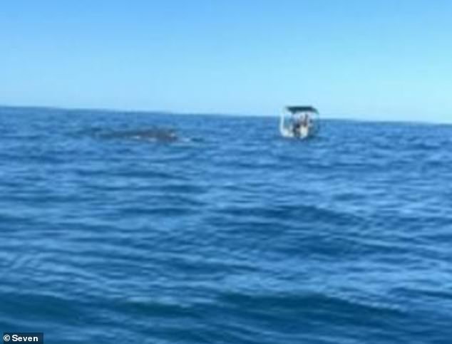 The whale can be seen breaching alongside the boat (pictured). Locals rushed to Mr Mainstone's aid after witnessing the incident before he was taken to hospital with a serious brain injury.