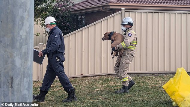 A firefighter pulled a dog from the backyard around 9:30 a.m. Monday. It appeared unharmed and is believed to have fled the fire and returned home later.