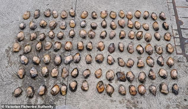 After authorities searched their homes, 200 abalone meats were found, breaking Victoria's strict possession limit of 10 per person at any one time.