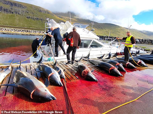 Dolphin carcasses are left on the wooden jetty, leaking blood through the wooden slats and into the water.