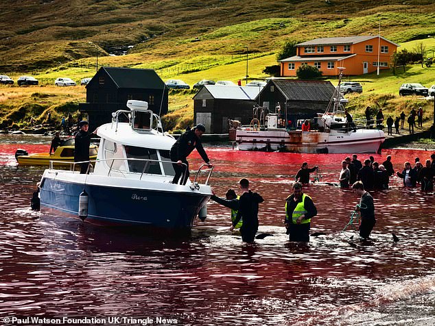 Harrowing images and videos showed how the defenceless animals were stabbed and attacked with machetes in the bay, turning the water blood red, before being washed ashore.