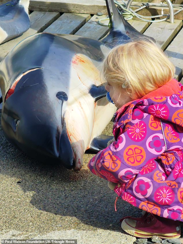 A young boy inspects the carcass of a dolphin killed in this weekend's race