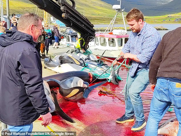 An estimated 156 Atlantic white-sided dolphins were deliberately killed in the traditional hunt, known as grindadráp, in a matter of hours in Skálabotnur on Saturday.