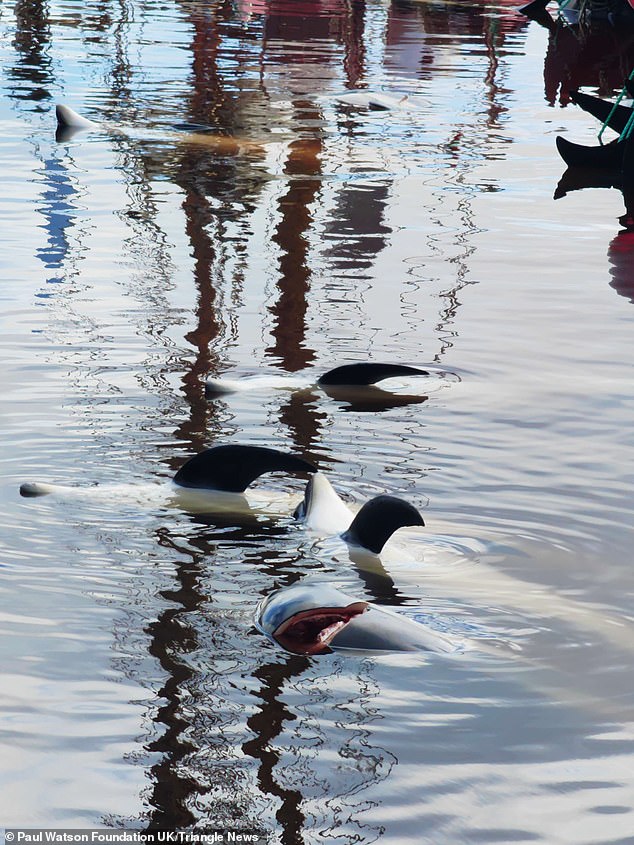 Dolphins are seen in the bay with huge holes.