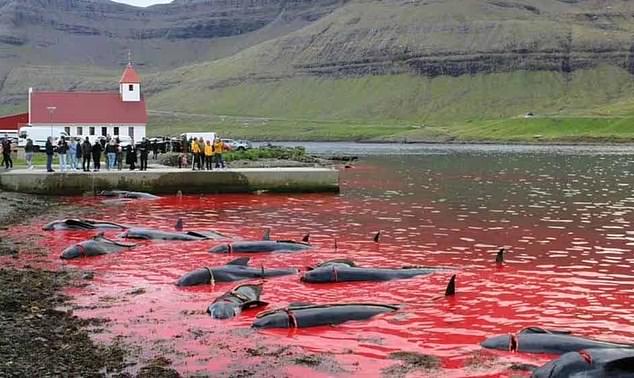 Images show the first 'grind' of 2024 in June, during which 40 whales were slaughtered