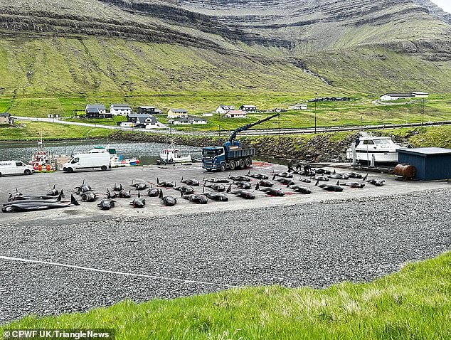 Pilot whales lie on the ground after being slaughtered during the Grindadrap earlier this year.