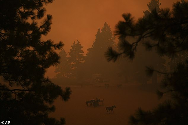 Horses huddle in a corral as smoke from the Line Fire fills the air