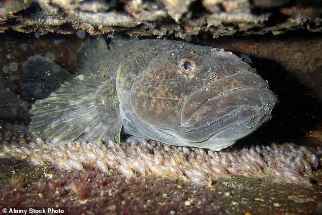 32 eels were injected with barium sulphate so they could be seen in X-rays and then fed to a native predatory fish called 