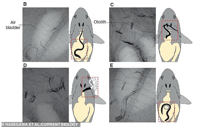 Using an X-ray camera, researchers discovered that the eel inserted its tail into the fish's esophagus before exiting through the gills.