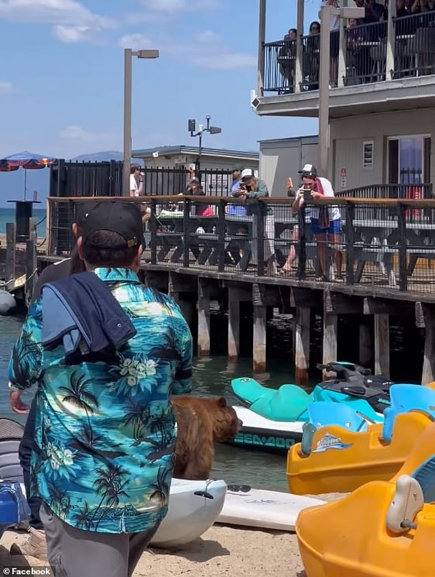 Beachgoers did not seem bothered by the bear's presence and gathered a few feet away, either on the beach, the pier or the balcony of the Boathouse on the Pier restaurant.