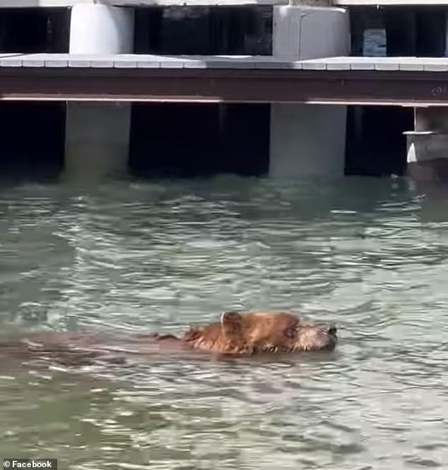 Lisa Enos Martin posted a video on the Facebook group 'I Love Lake Tahoe' showing the bear swimming.