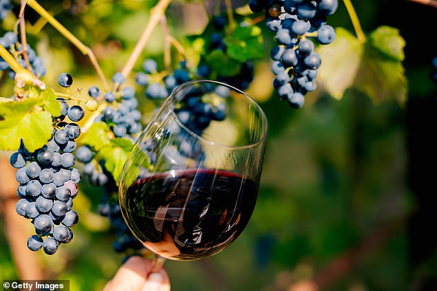 It combines the anti-inflammatory effects of the precious metal with the high levels of antioxidants (disease-fighting molecules found in many plants, including grapes) from pinot noir and cabernet sauvignon red wine (file image)