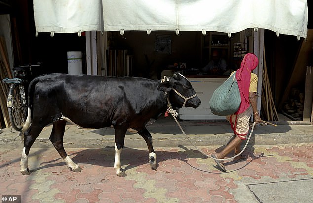 Cow slaughter is banned or regulated in most states in India for religious and cultural reasons.