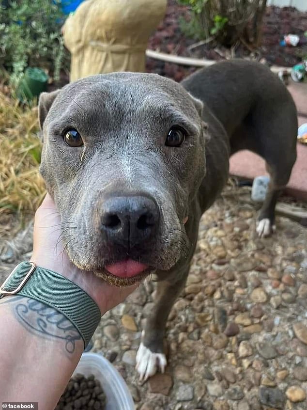 Andora was found by Enid resident Destiny Druse while she was running down the street. A friend of Druse's scanned the lost dog for a microchip, which gave her name and began the process of finding her owners.