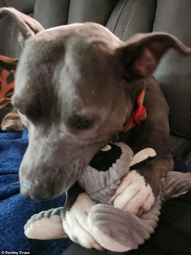 After returning home, Andora ran into the house, found the dog toys, and picked one to play with.