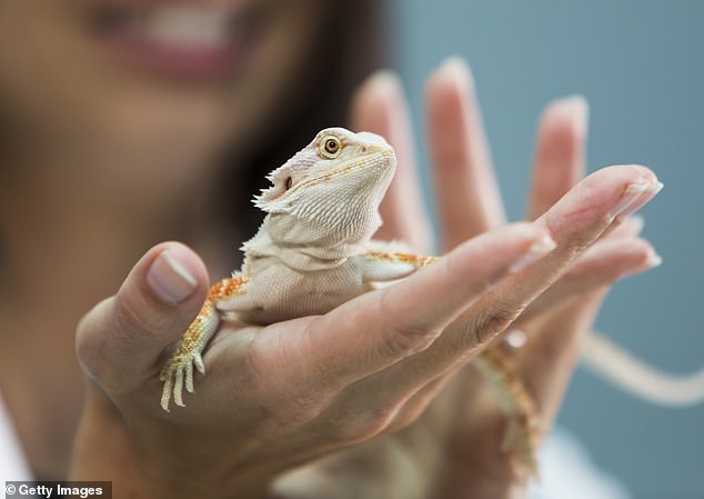 A pet lizard was one of the more unusual items left by guests.