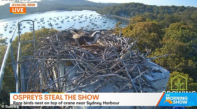 But it now says a crane at the site will not be removed until after Christmas, revealing that a pair of rare birds have built a giant nest on top of it.