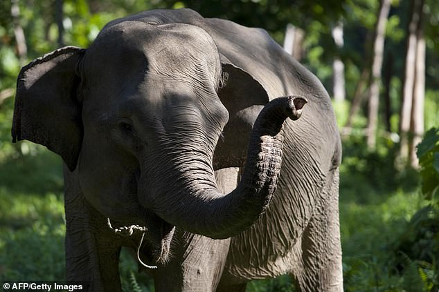 File photo. A Sumatran elephant in the forests of Indonesia