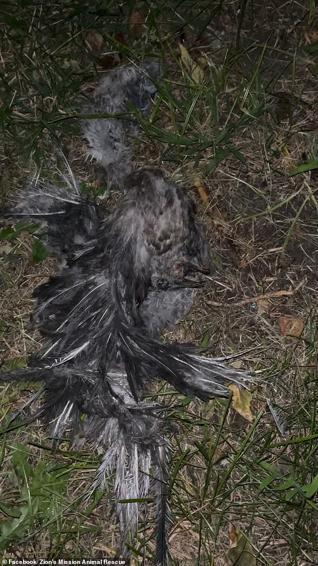 Carcasses of several animals have been found in the areas around Jamaica Bay and Howard Beach, which have now been dubbed 'sacrifice coasts'.