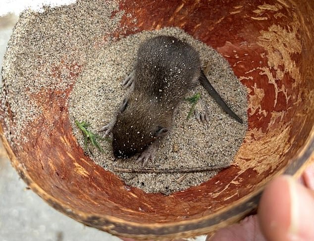 Among the recent discoveries was this newborn rat that was sealed inside a plastic bag with a coconut and some chicken bones.