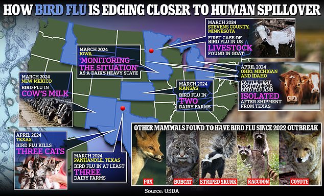 The above shows how bird flu is moving closer to human spread in the US.