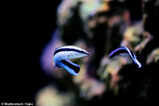 After looking in the mirror, the fish fought with the photo of a smaller fish, but not with the photo of a larger one.