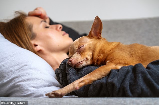 Having a dog nearby can reduce pain symptoms more effectively than the presence of another human, according to the study (file photo)